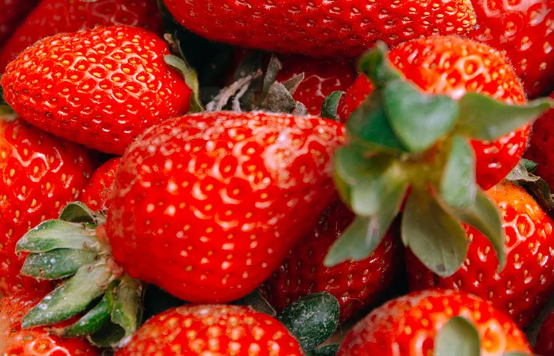 Cliff_Surfhouse_Farm02 Cliff Surf House Portugal Santa Cruz - Our Farm