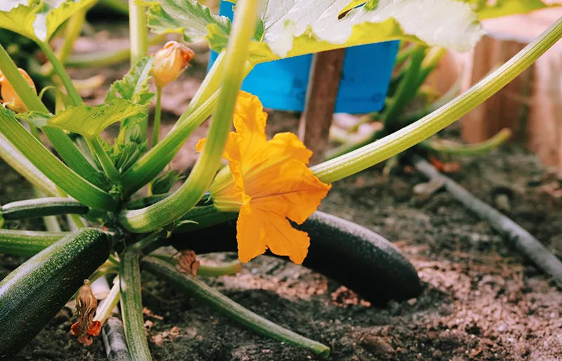 Cliff_Surfhouse_Farm03 Cliff Surf House Portugal Santa Cruz - Our Farm