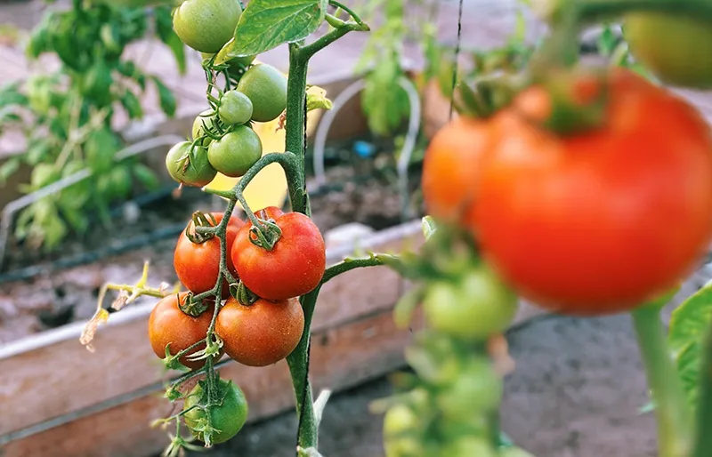 Cliff_Surfhouse_Farm05 Cliff Surf House Portugal Santa Cruz - Our Farm