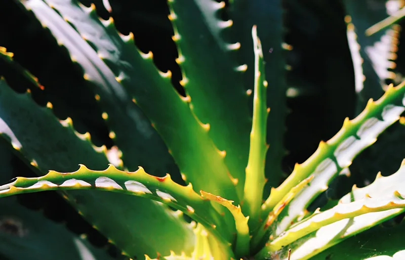 Cliff_Surfhouse_Farm06 Cliff Surf House Portugal Santa Cruz - Our Farm