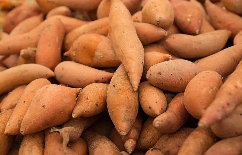 Cliff_Surfhouse_Farm07 Cliff Surf House Portugal Santa Cruz - Our Farm