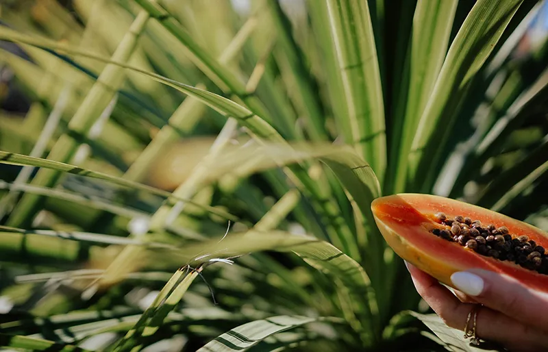 Cliff_Surfhouse_Farm08 Cliff Surf House Portugal Santa Cruz - Our Farm